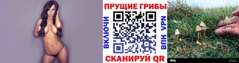 Галлюциногенные грибы Psilocybe  цена   Минеральные Воды 